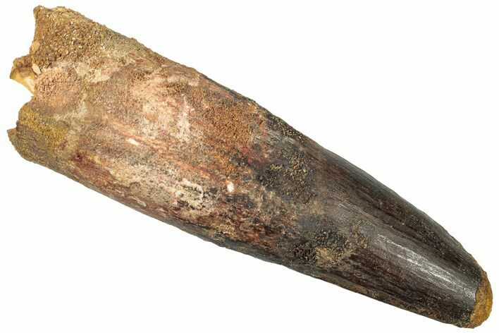 Real Spinosaurus Tooth - Giant Dinosaur Tooth #307995